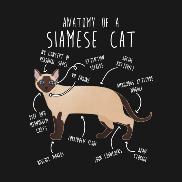 Siamese Cat Anatomy by Psitta