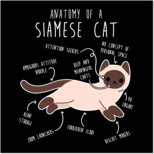 Siamese Cat Anatomy Posters and Art