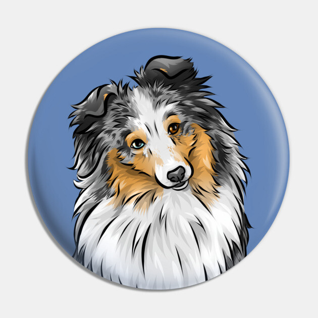 Shetland Sheepdog Sheltie Merle Cute Dog Shetland Sheepdog
