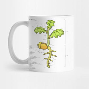 Oak Seedling Diagram Mug