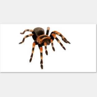 Tarantula Posters and Art