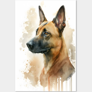 Belgian Malinois Dog Watercolor Portrait Posters and Art