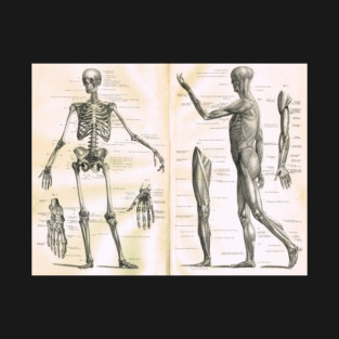 19th century anatomy illustration parts of  a human skeleton T-Shirt