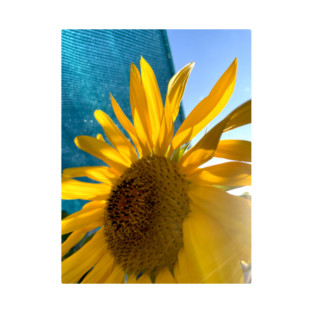 photo sunflower for ukraine T-Shirt