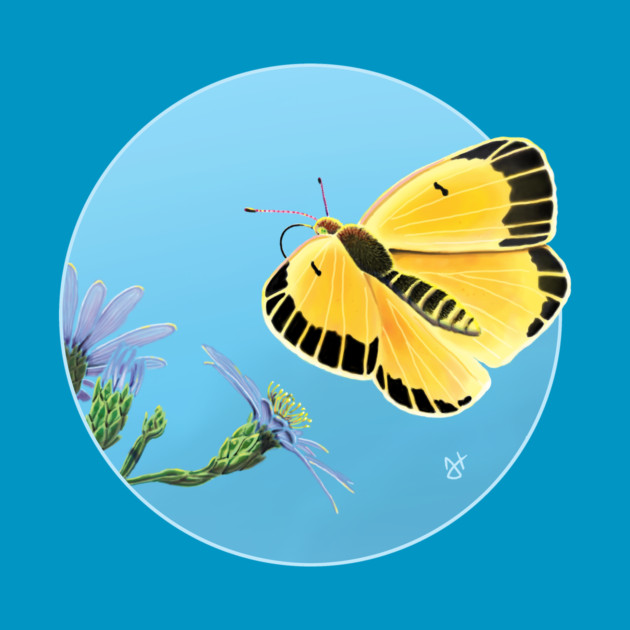 Orange Sulphur Butterfly with Asters by John Himmelman