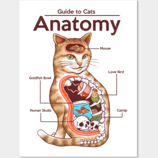 Anatomy of a Cat Posters and Art