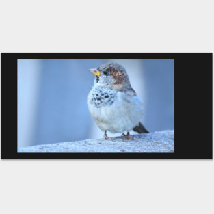 Sparrow Posters and Art