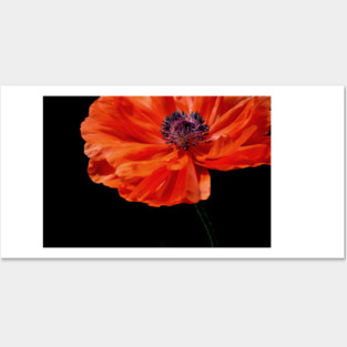 Poppy Posters and Art