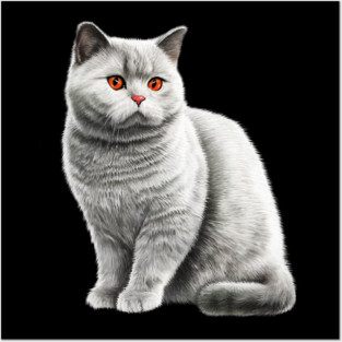 British Shorthair Cat, Love British Shorthair Cats Posters and Art