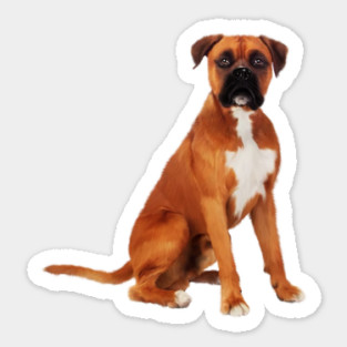 Boxer Dog, Brown Boxer Dog Lover Sticker