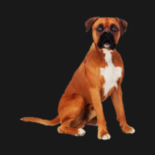Boxer Dog, Brown Boxer Dog Lover T-Shirt