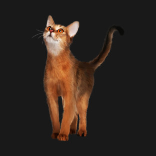 Abyssinian cat, Cat Lover T-Shirt