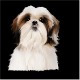 Shih tzu Dog Posters and Art