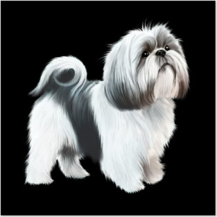 Shih tzu Dog Posters and Art