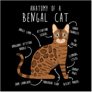 Bengal Cat Anatomy Posters and Art
