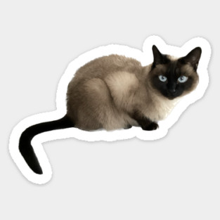 Siam Cat, Siamese Cat Magnet