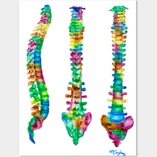 Spine Anatomy 3 Views Posters and Art