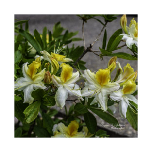 Azaleas in Bloom T-Shirt