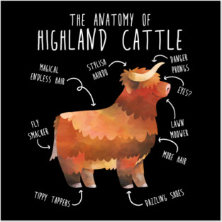 Highland Cow Anatomy Posters and Art