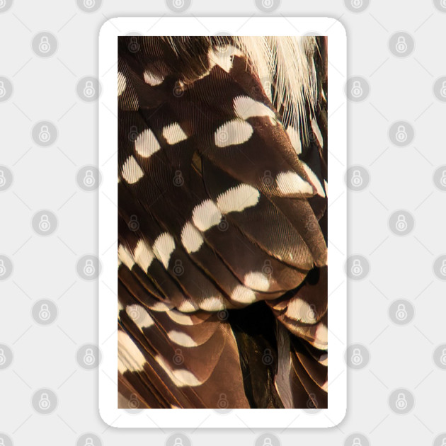 Feathers of a Downy Woodpecker Sticker by BirdsnStuff