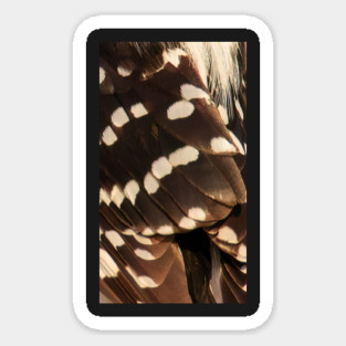 Feathers of a Downy Woodpecker Magnet