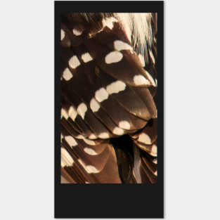 Feathers of a Downy Woodpecker Posters and Art