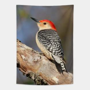 Red Bellied Woodpecker Tapestry