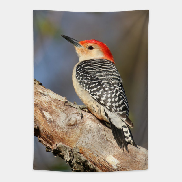 Red Bellied Woodpecker Tapestry by BirdsnStuff