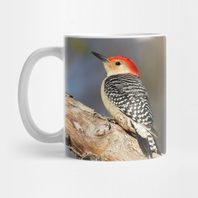 Red Bellied Woodpecker by BirdsnStuff