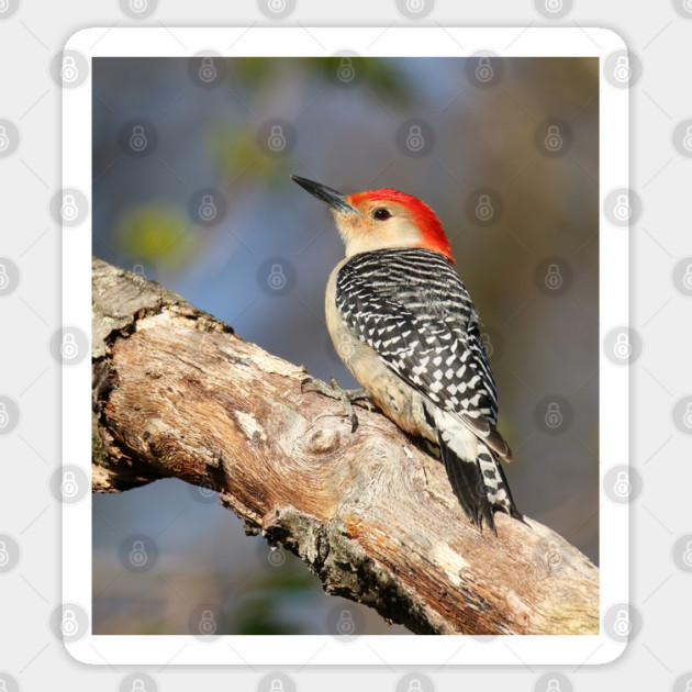 Red Bellied Woodpecker Sticker by BirdsnStuff