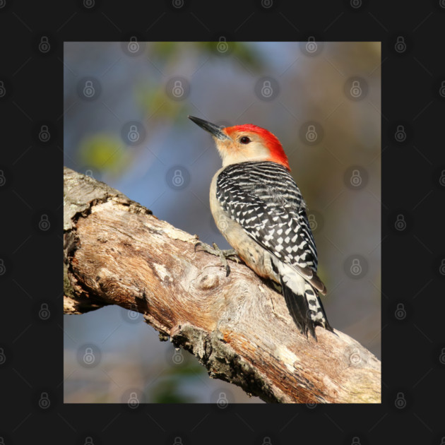 Red Bellied Woodpecker by BirdsnStuff