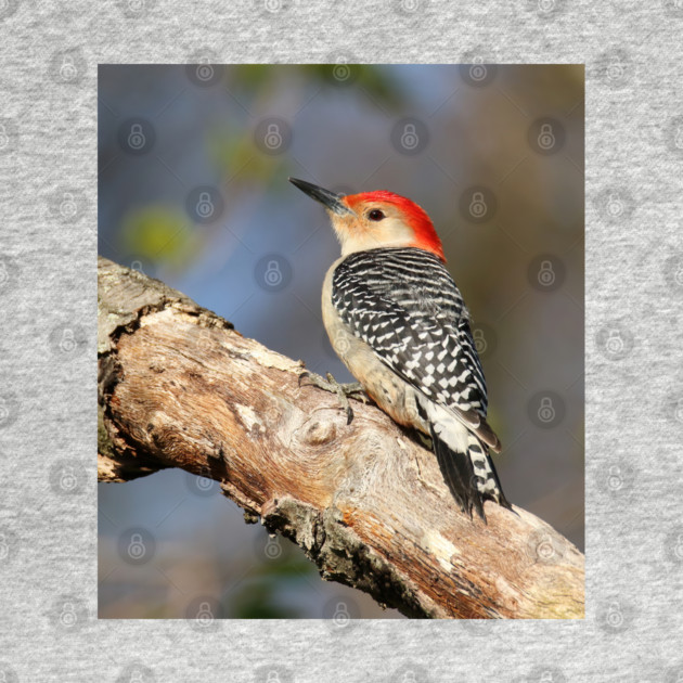 Red Bellied Woodpecker by BirdsnStuff