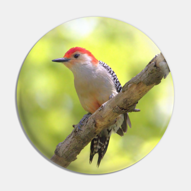 Red bellied woodpecker Pin by BirdsnStuff