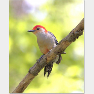 Red bellied woodpecker Posters and Art