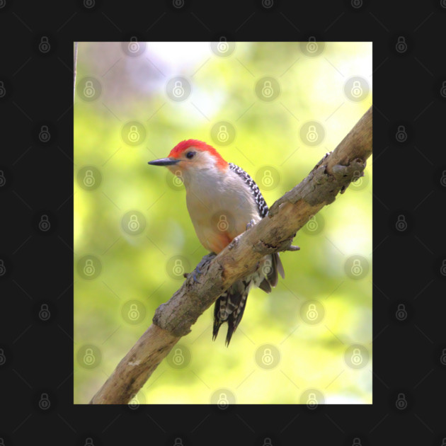 Red bellied woodpecker by BirdsnStuff