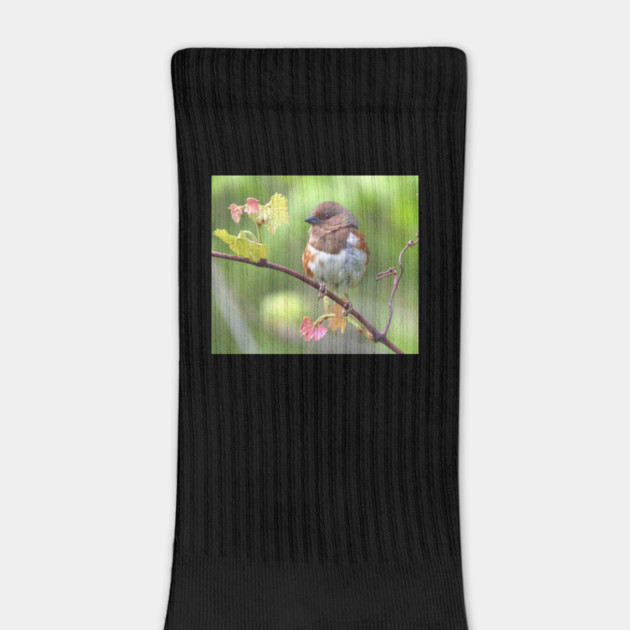 Eastern Towhee by BirdsnStuff