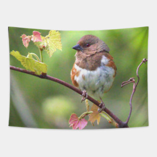 Eastern Towhee Tapestry