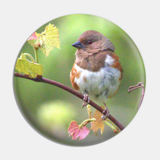 Eastern Towhee Pin by BirdsnStuff