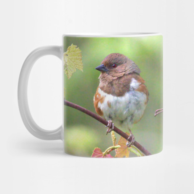 Eastern Towhee by BirdsnStuff