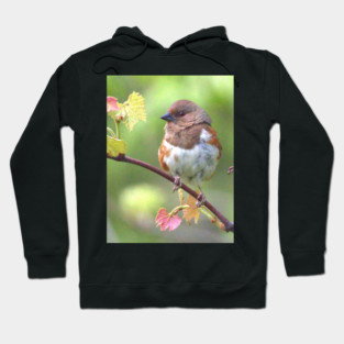 Eastern Towhee Hoodie