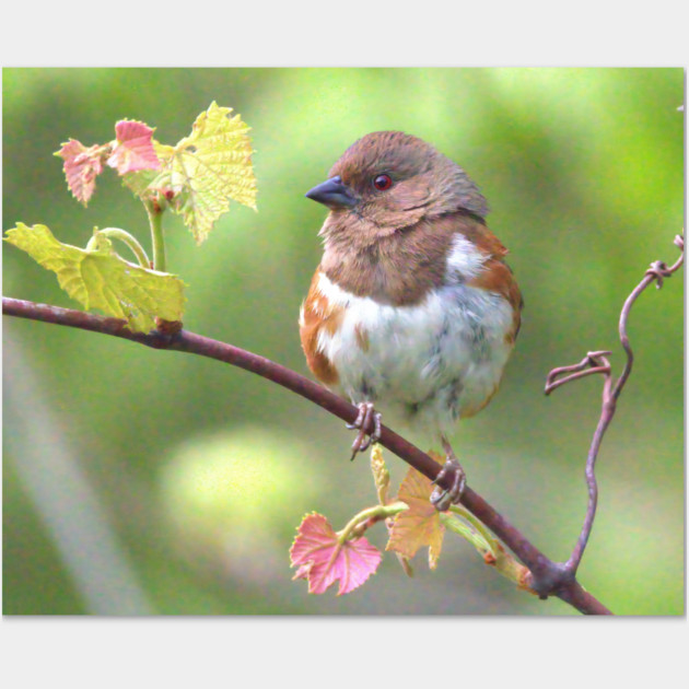 Eastern Towhee Wall Art by BirdsnStuff