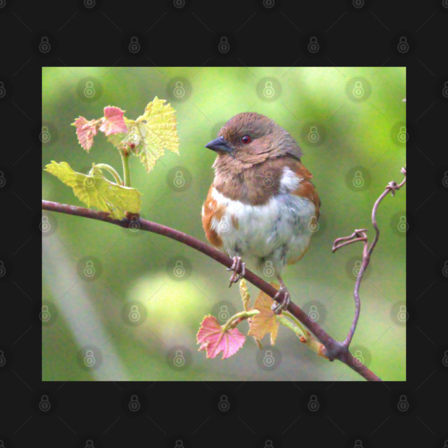 Eastern Towhee by BirdsnStuff