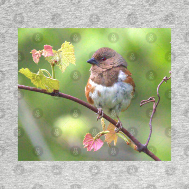 Eastern Towhee by BirdsnStuff