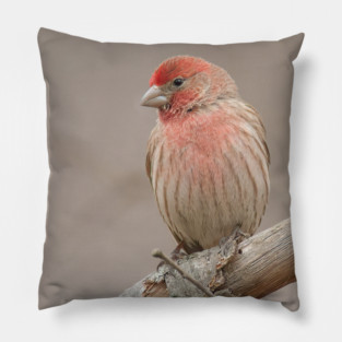 Beautiful House Finch in winter time Pillow
