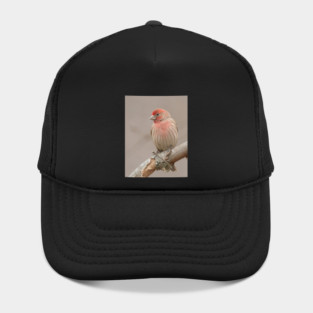 Beautiful House Finch in winter time Hat
