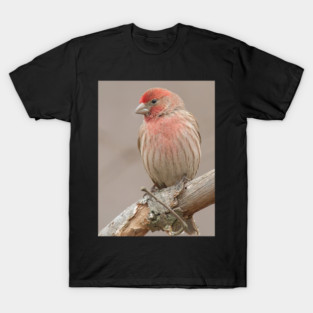 Beautiful House Finch in winter time T-Shirt