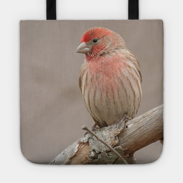 Beautiful House Finch in winter time Tote by BirdsnStuff