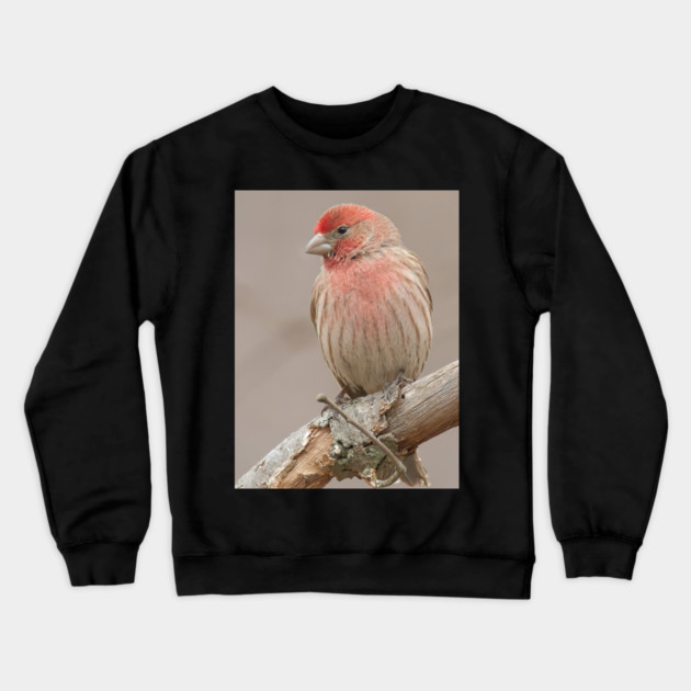 Beautiful House Finch in winter time Crewneck Sweatshirt by BirdsnStuff