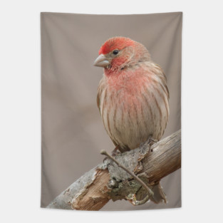 Beautiful House Finch in winter time Tapestry