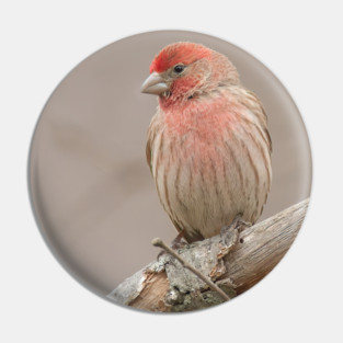 Beautiful House Finch in winter time Pin